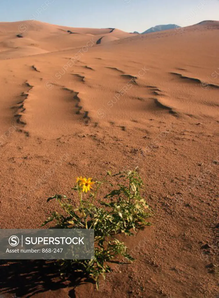 High angle view of a flower in a desert, Great Sand Dunes National Monument, Colorado, USA