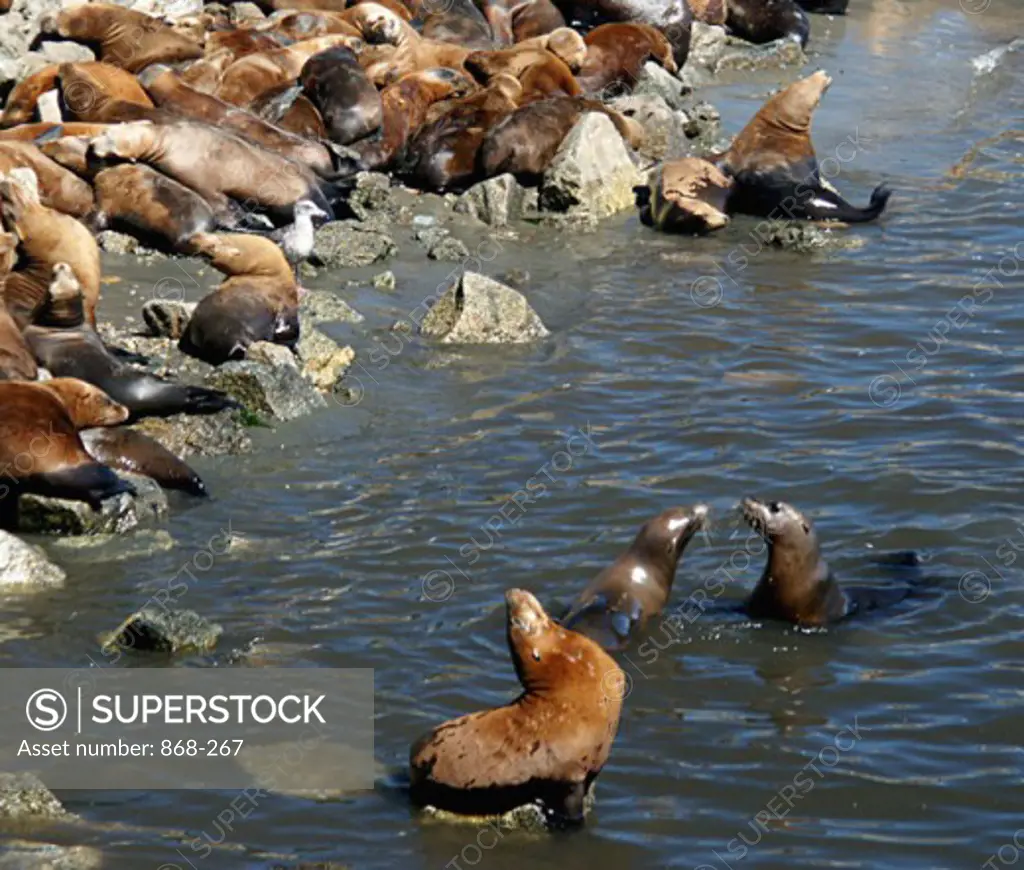 High angle view of a group of Sea Lions basking (Zalophus californianus)