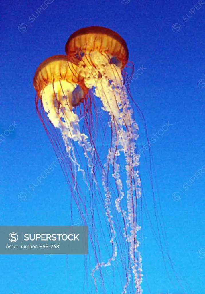 Close-up of two Jellyfish (Cyanea Capillata)