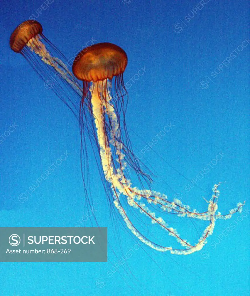 Close-up of two Jellyfish glowing (Cyanea Capillata)