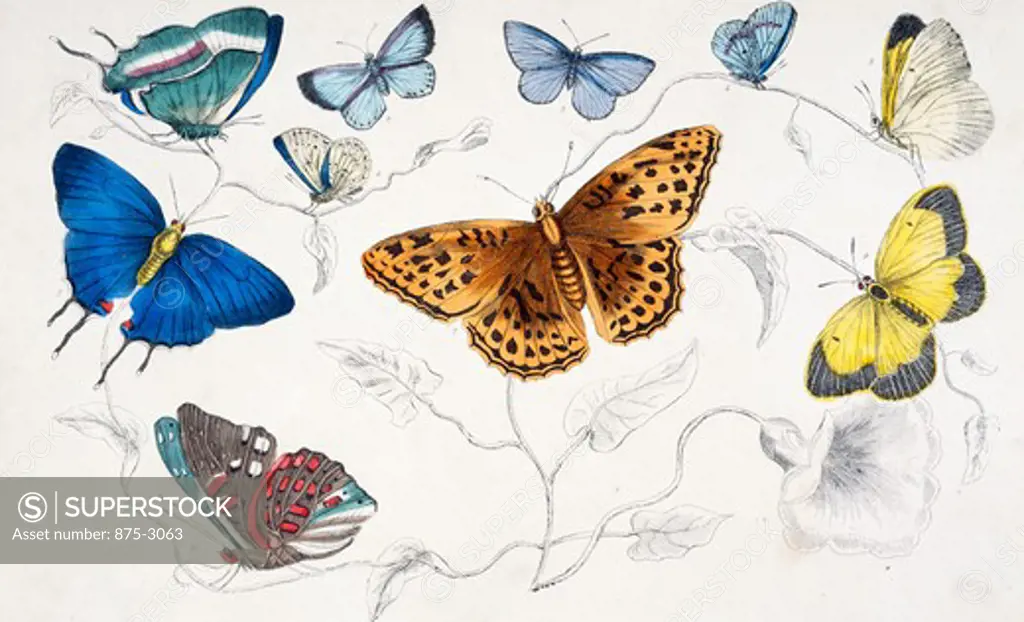 Butterflies, lithograph, 19th Century, Private Collection