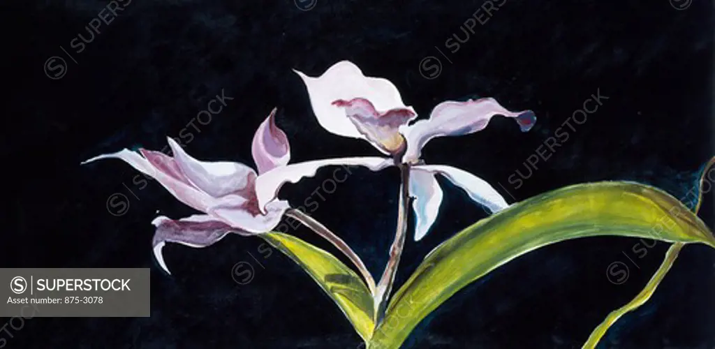 Large Orchid 1982 John Bunker (20th C. American) Acrylic on canvas