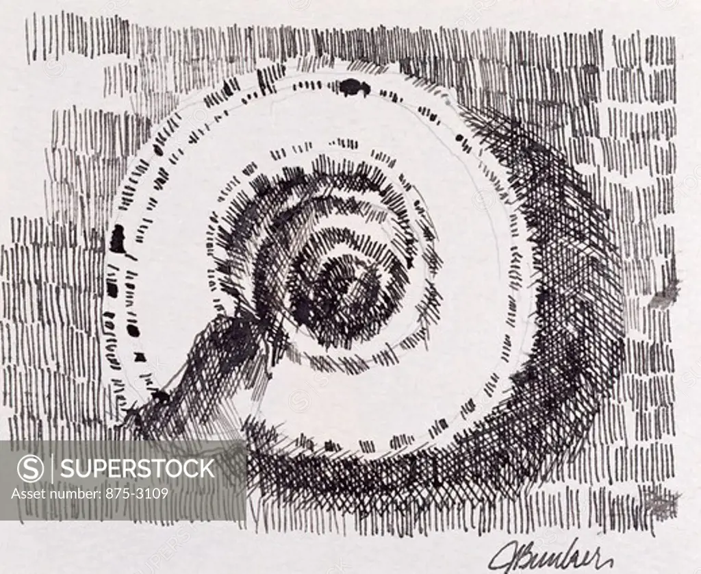Shell Spiral John Bunker (20th C. American) Pen and ink
