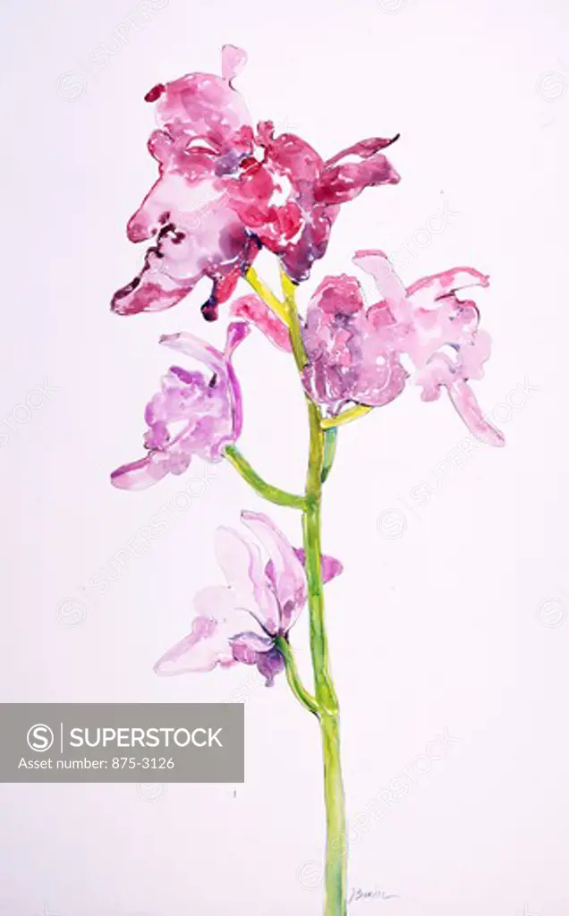 Orchid (Red), 1990, John Bunker (20th C. American), Watercolor