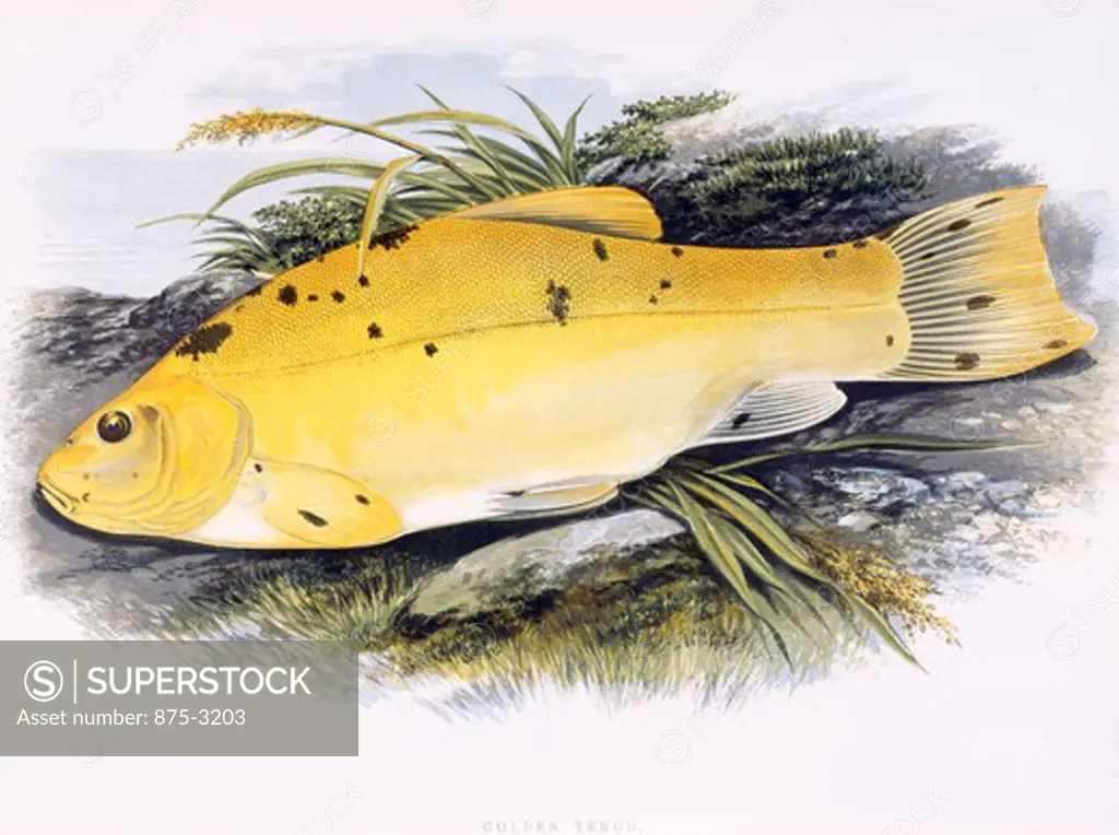 Golden Tench, 19th Century, England, Color Lithograph, Private Collection