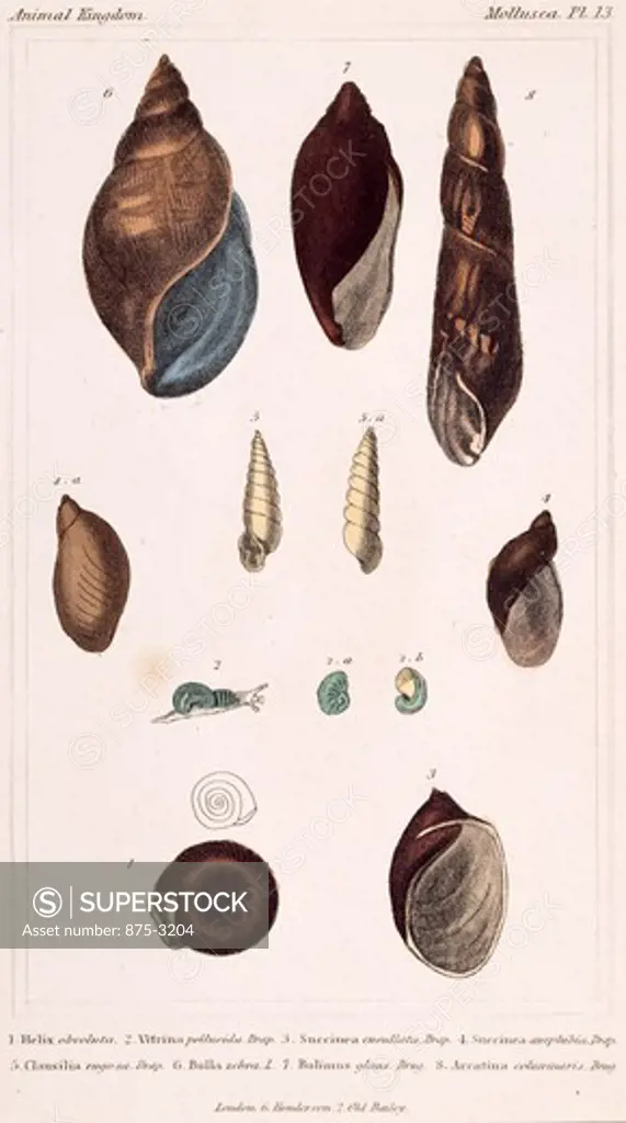 Mollusca - Pl .13, 19th Century, London, Prints, Color lithograph, Private Collection