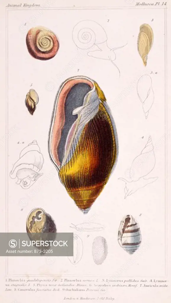 Mollusca - Pl .14, 19th Century, London, Prints, Color lithograph, Private Collection