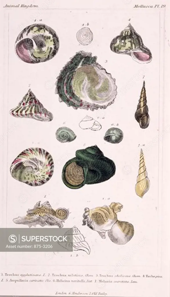 Mollusca - Pl .19, 19th Century, London, Prints, Color lithograph, Private Collection