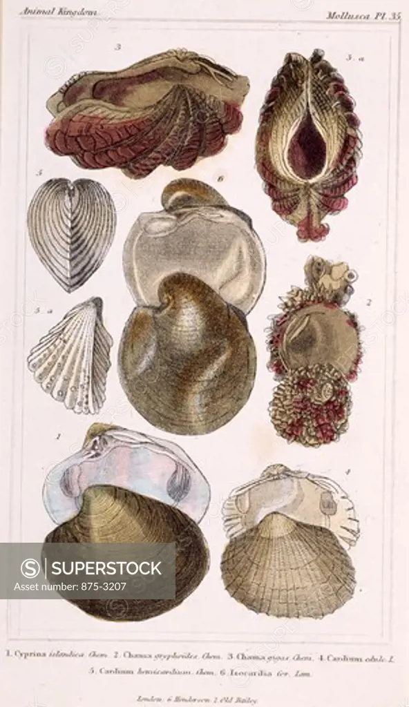 Mollusca - Pl .35, 19th Century, London, Prints, Color lithograph, Private Collection