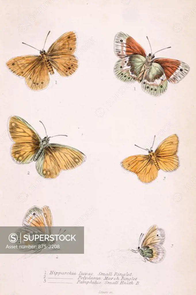 Butterflies, Hipparchia, color lithograph, Private Collection
