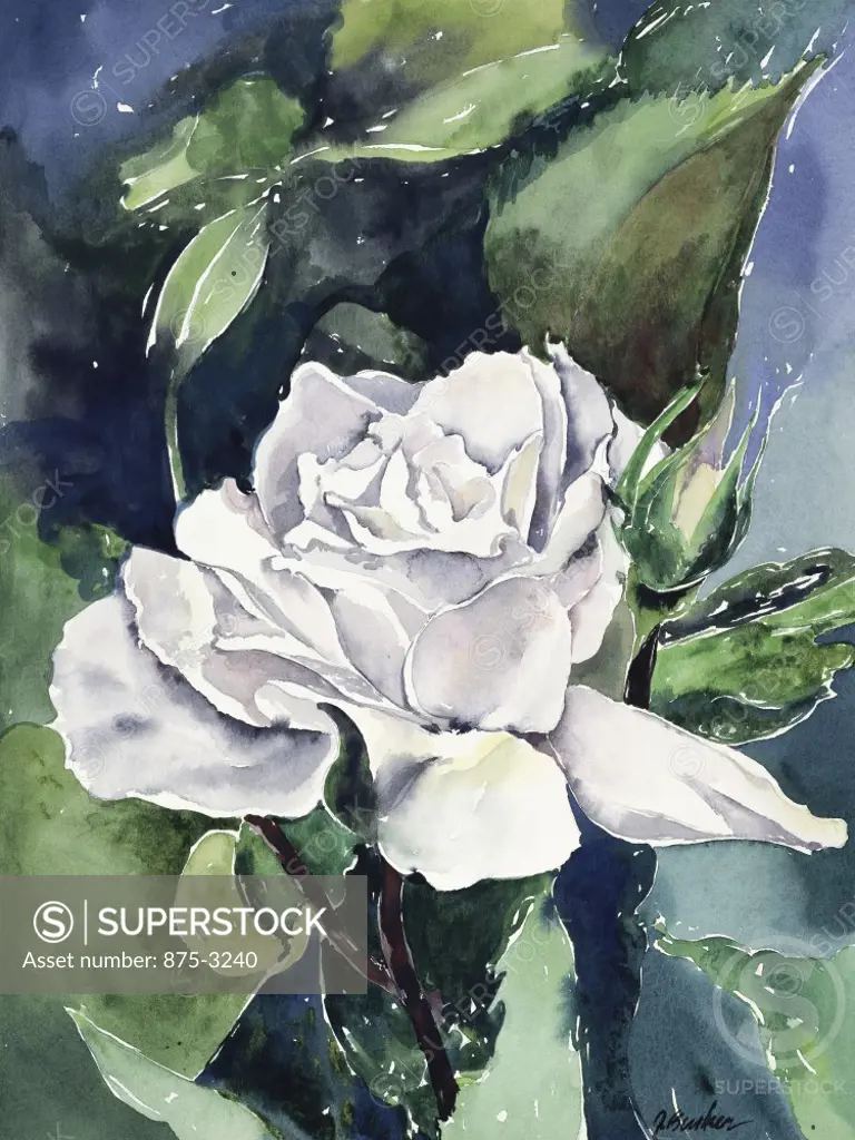 White Rose Memory, 1996, John Bunker (20th C./American), Watercolor on Paper