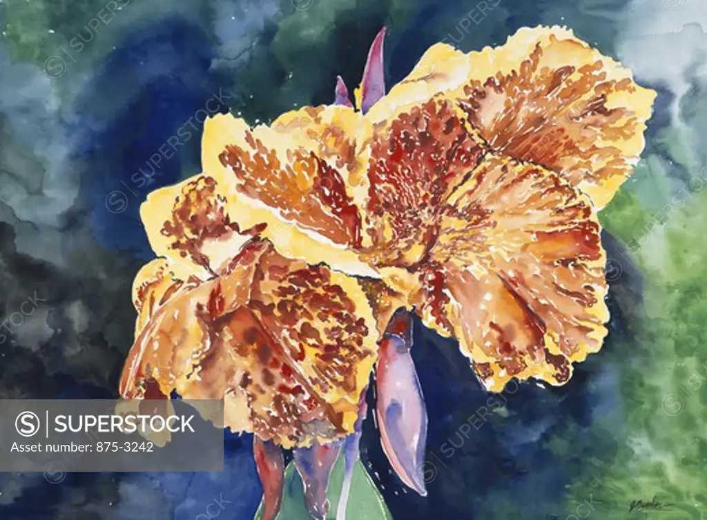 Canna Lily - Florida by John Bunker, watercolor on paper, 1996
