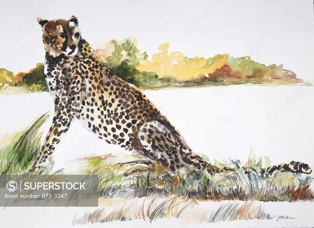 Africa, Kenya, Safari, Cheetah by John Bunker, watercolor, 1996