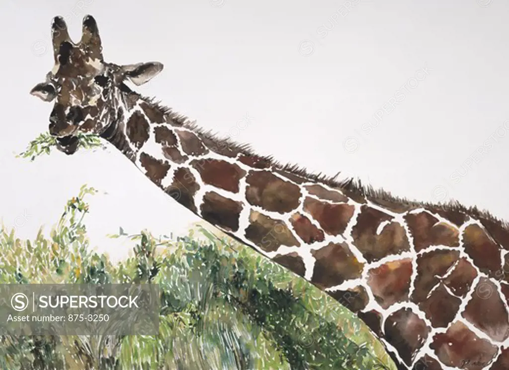 Africa, Kenya, Safari, Reticulated Giraffe by John Bunker, watercolor, 1996