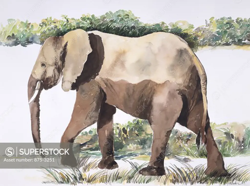 Africa, Kenya, Safari, Elephant from the River by John Bunker, watercolor, 1996