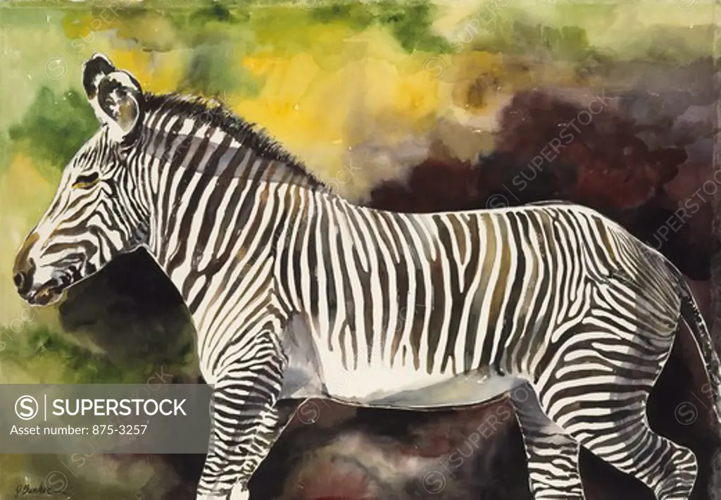Africa, Kenya, Safari, Grevy's Zebra II by John Bunker, watercolor, 1996