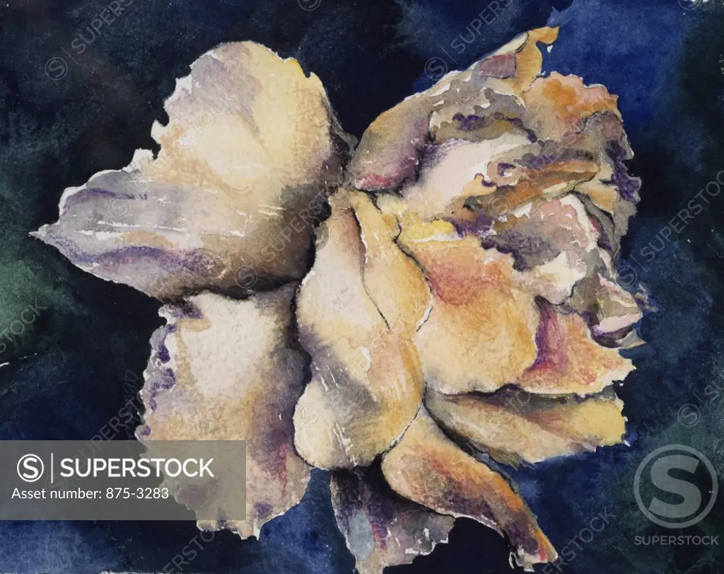 Antique Rose by John Bunker, watercolor on paper, 1997