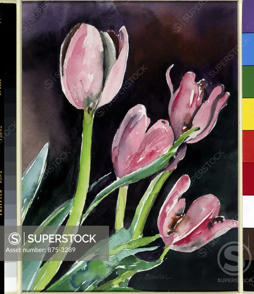 Four Tulip Blossoms, 1997, John Bunker (20th C./American), Watercolor on paper