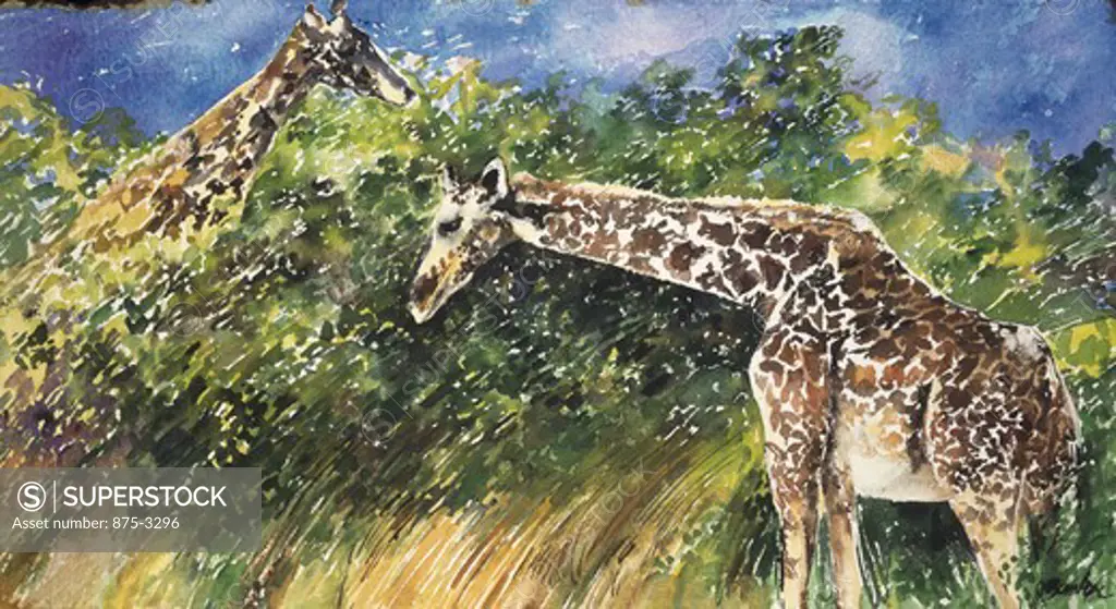 Two Masai Giraffes by John Bunker, watercolor on paper, 1997