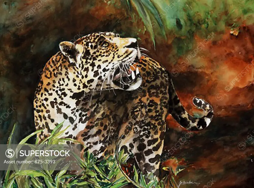 Growling Jaguar, 2000, John Bunker (20th C./American), Watercolor
