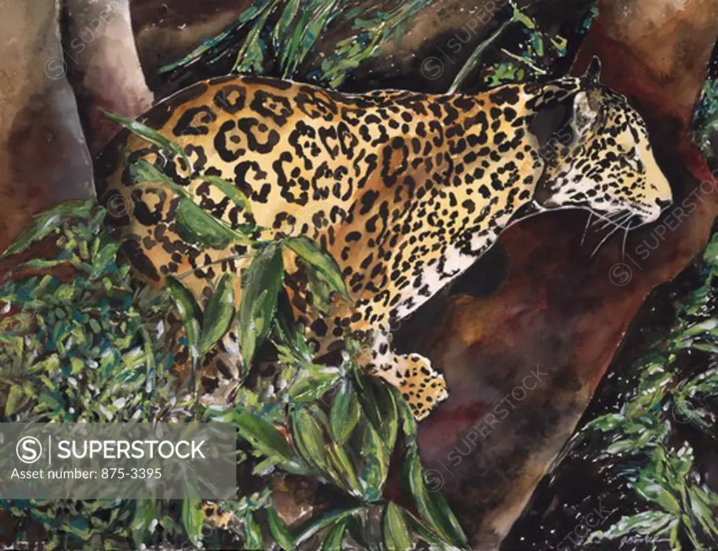 Jaguar in the Tree, by John Bunker, watercolour painting, 2000, 20th Century