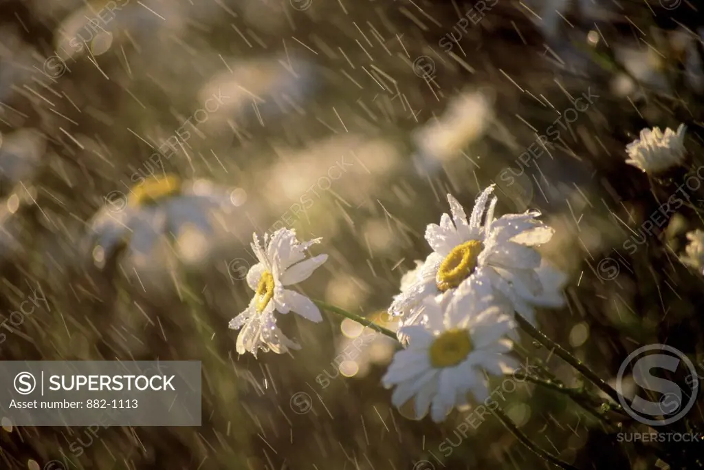 Close-up of Oxeye Daisies during rain