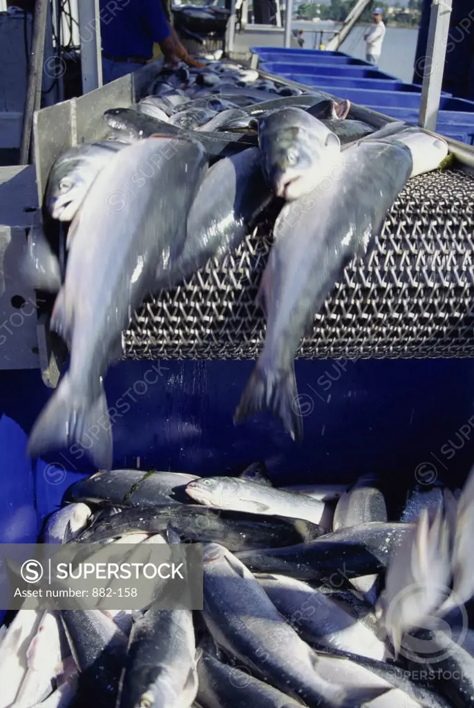 Dead fish on a conveyor belt in an industry