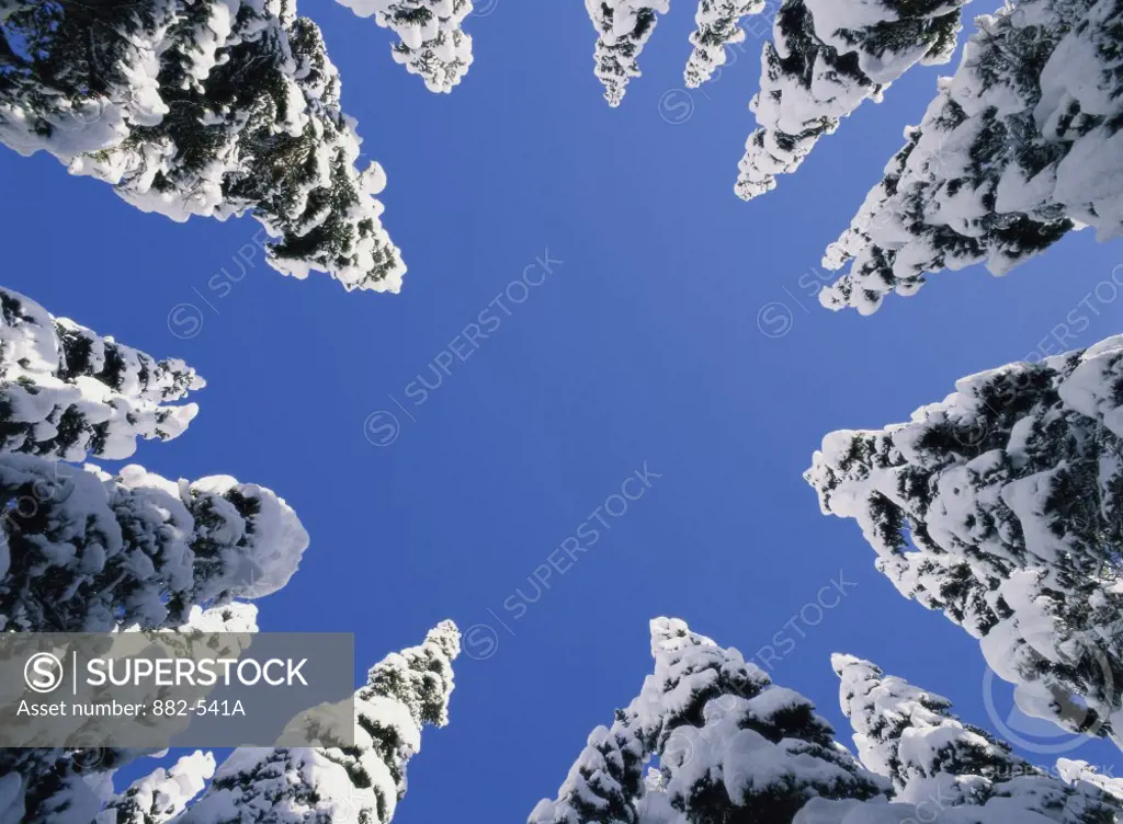 Low angle view of snow covered trees