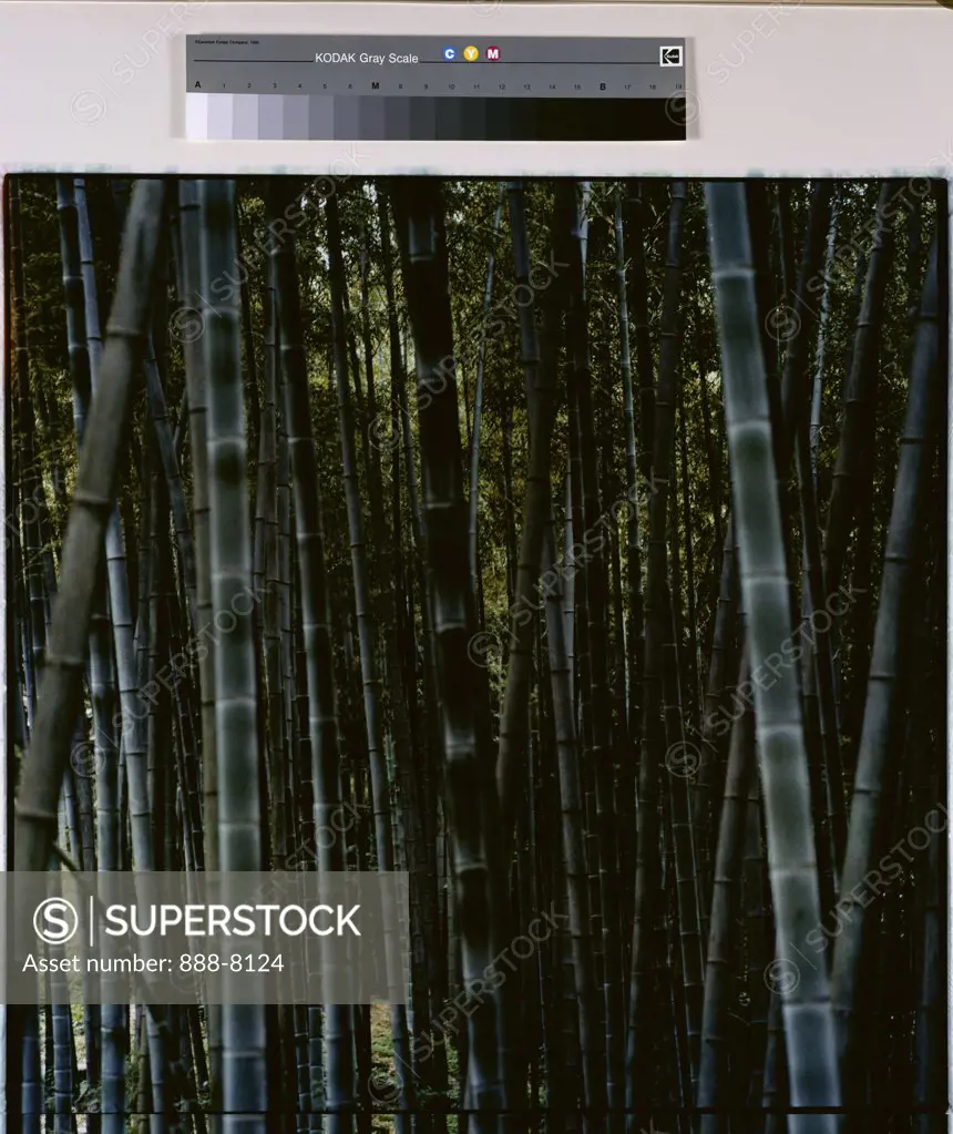 Bamboo by Robert Rauschenberg, photograph, 1983, b.1925, USA, Florida, Jacksonville, Collection of The Museum of Contemporary Art