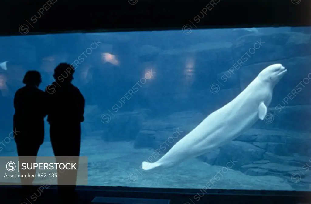 Beluga WhalePublic AquariumVancouverBritish ColumbiaCanada
