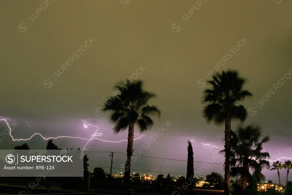 Silhouette of palm trees with lightning in the background
