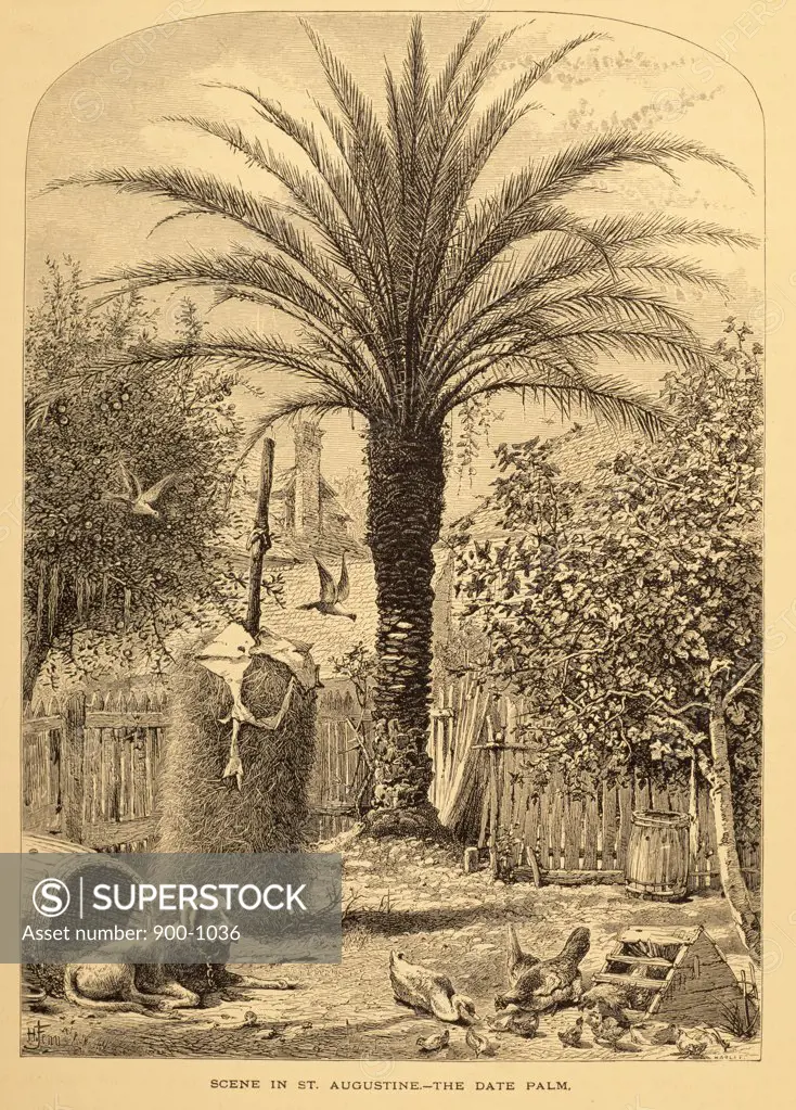 Scene of Saint Augustine,  The Date Palm by unknown artist