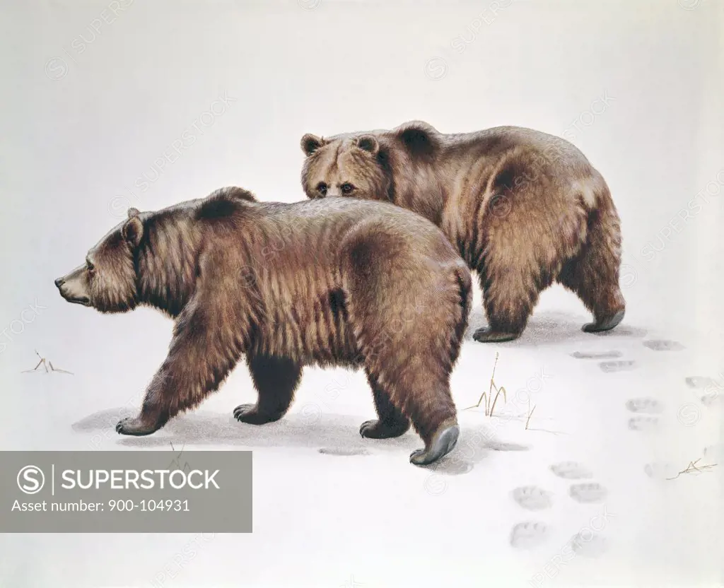 Bears Artist Unknown 