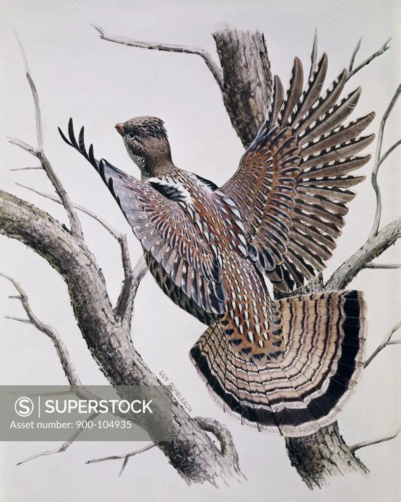 Pheasant Artist Unknown 