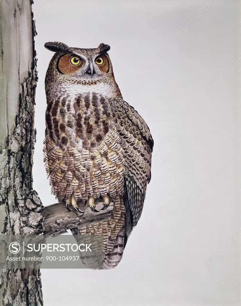 Owl Artist Unknown 
