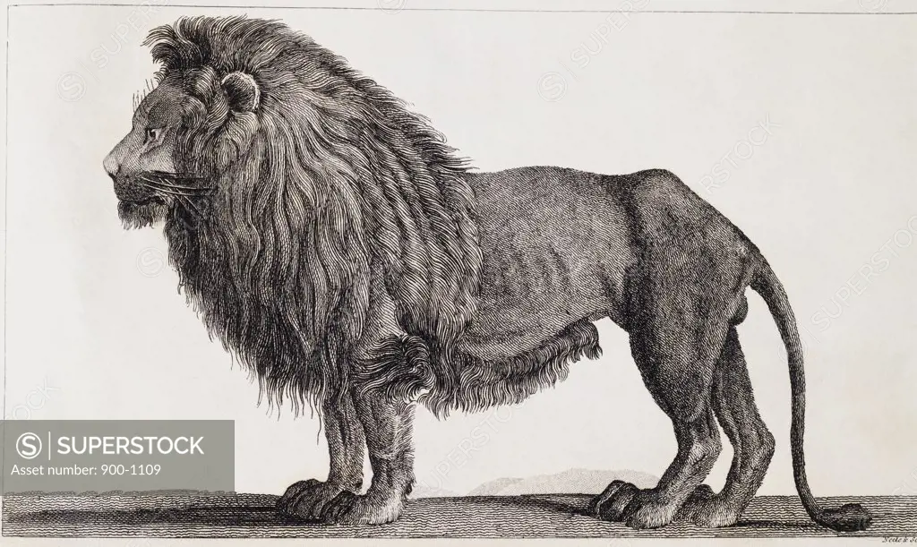 Lion Print Artist Unknown 
