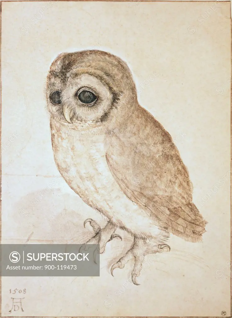 The Screech Owl Albrecht Durer (1471-1528 German) 