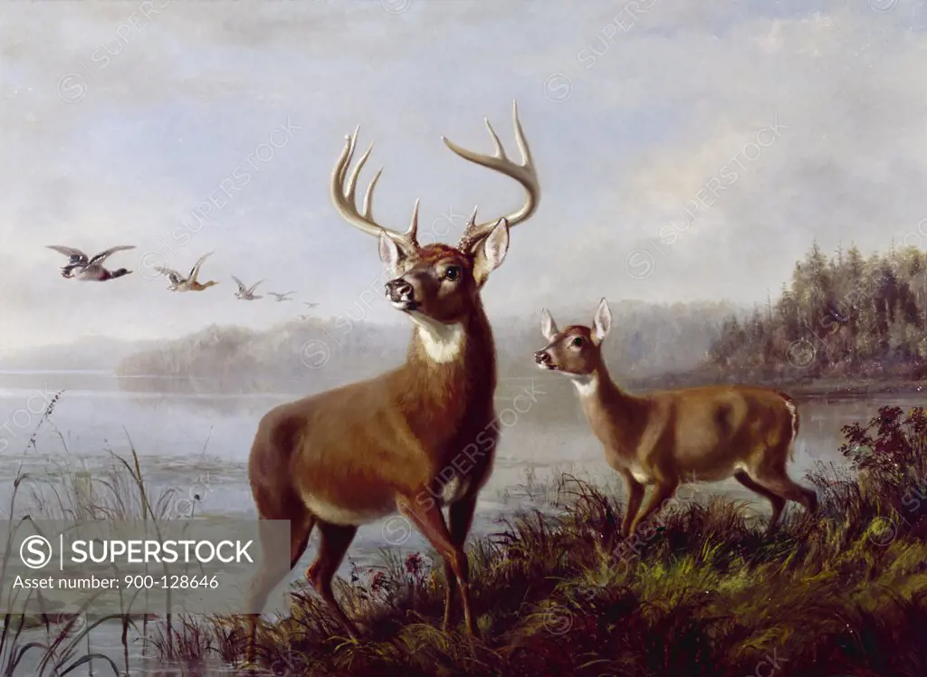 Buck and Doe Alerted by Arthur Fitzwilliam Tait, (1819-1905)