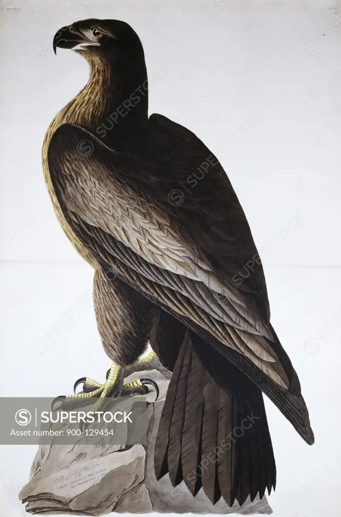 Great American Sea Eagle John James Audubon (1785-1851 American) 