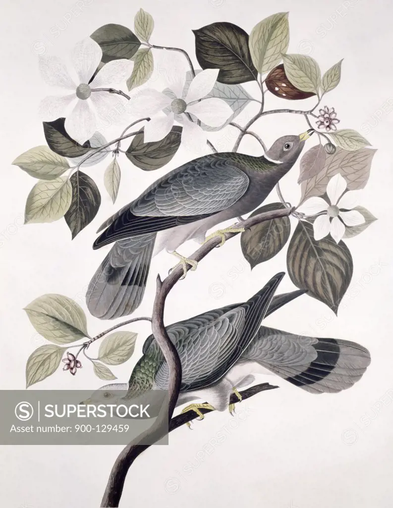Band Tailed Pigeon - Male And Female, Audubon, John James (1785-1851/American), Lithograph