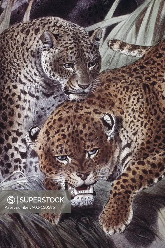 Leopard Artist Unknown
