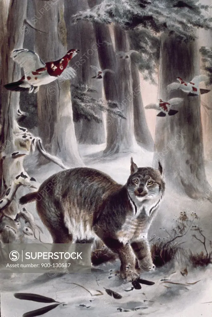 Canadian Lynx, artist unknown