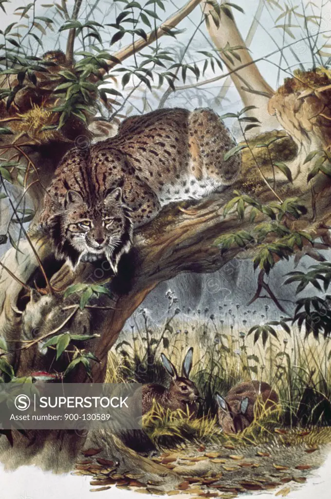 Spanish Lynx, Artist Unknown