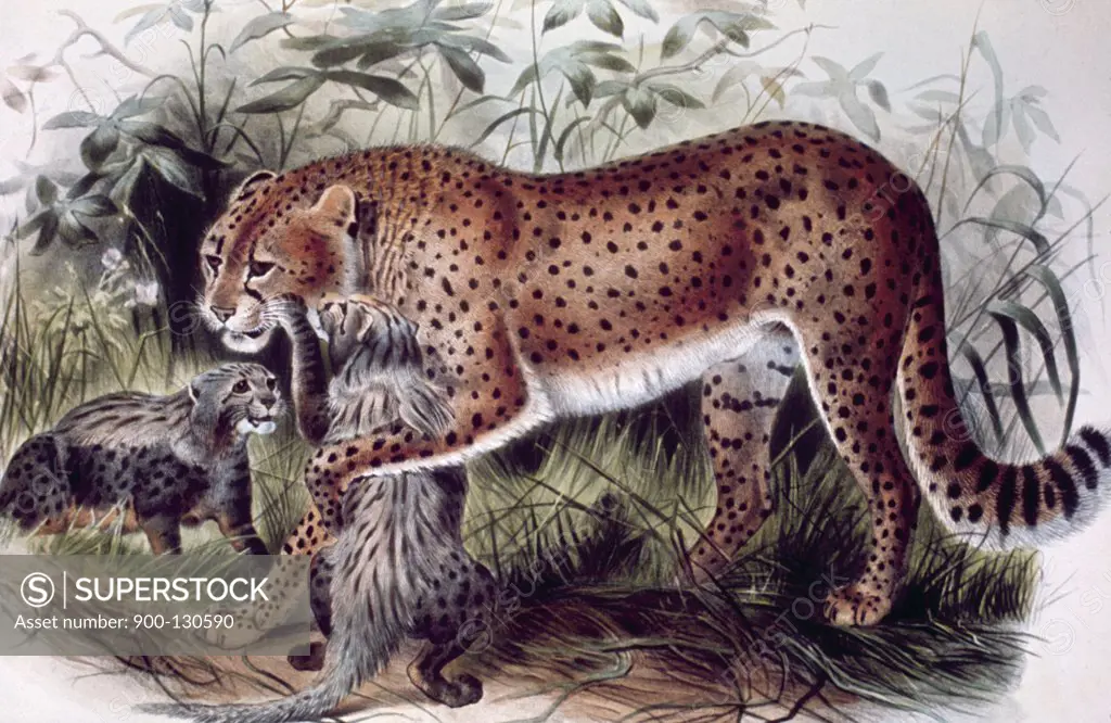 Cheetah, artist unknown