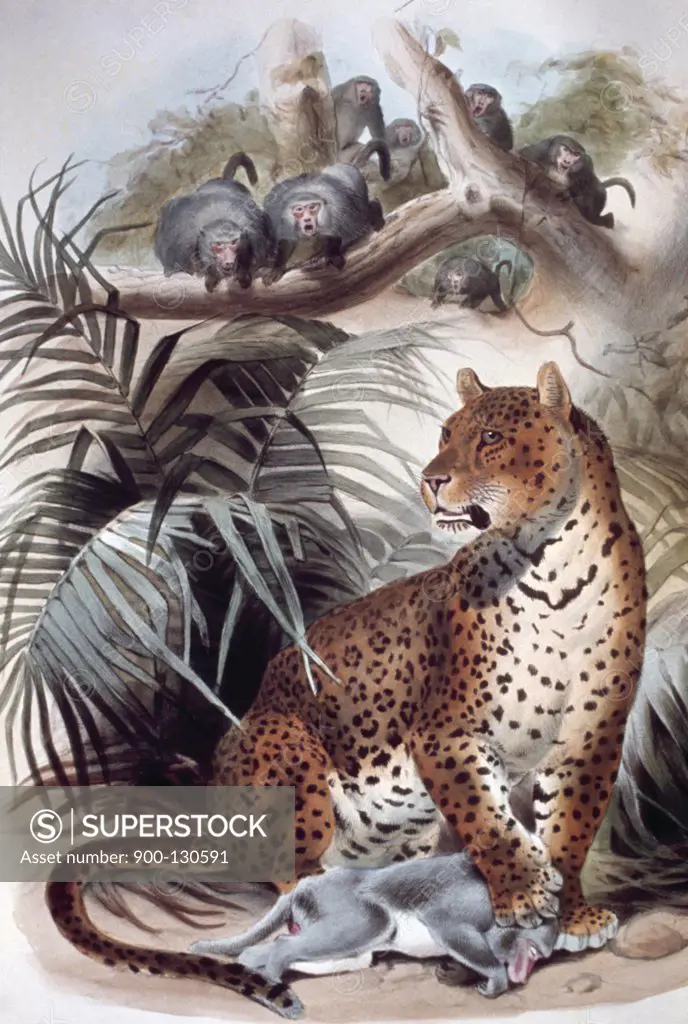 Leopard, Artist Unknown