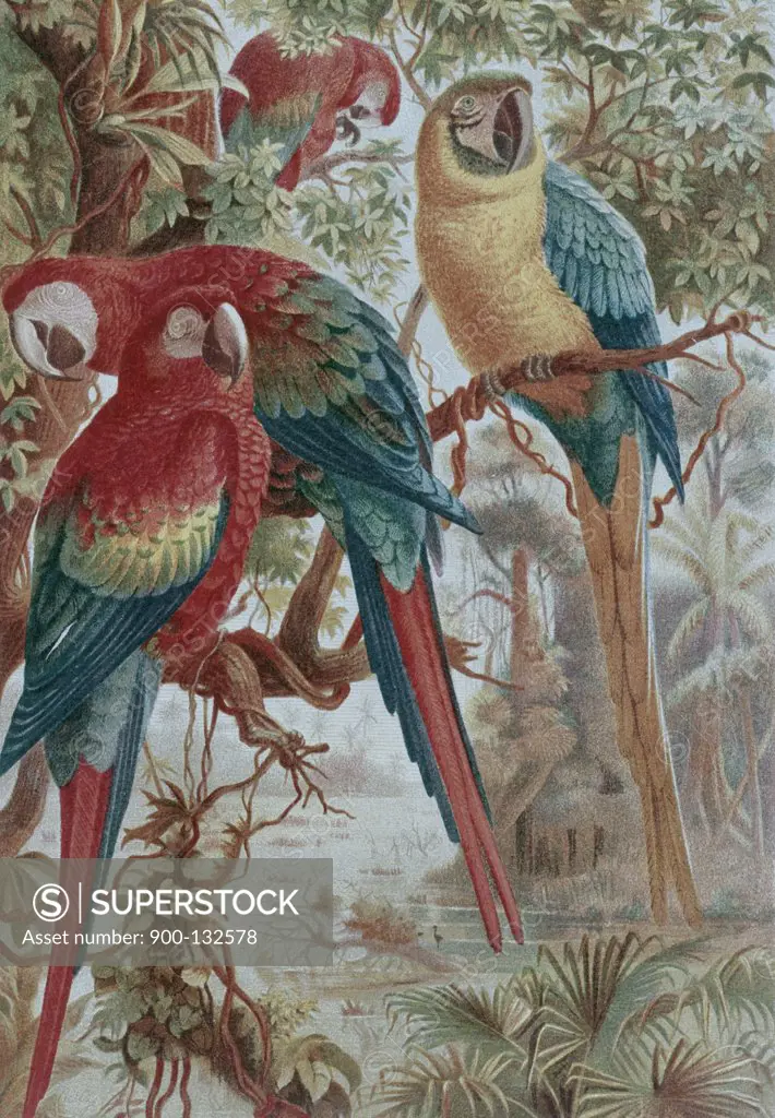 Parrots Artist Unknown