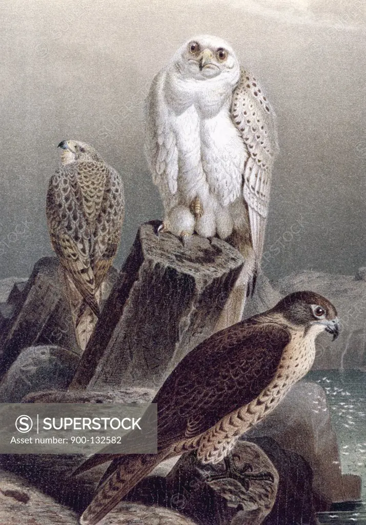 Hunting Falcons, Artist Unknown
