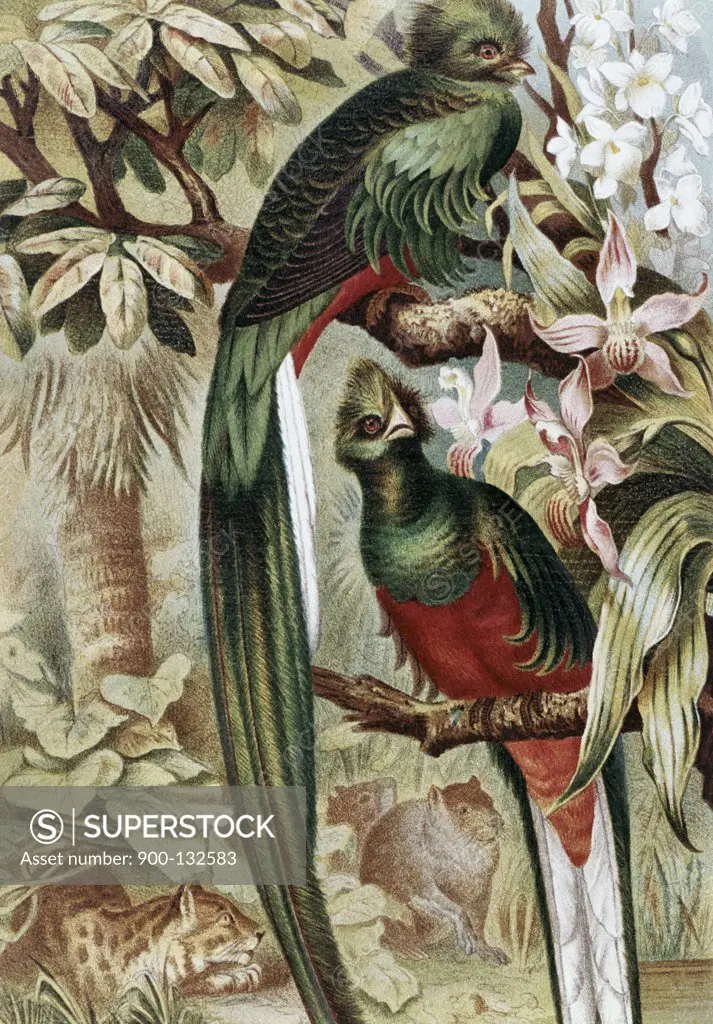 Quetzal Birds On Tree Artist Unknown 