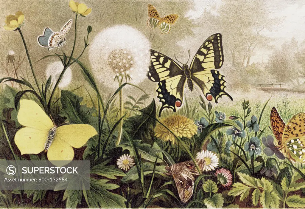 Butterfly Artist Unknown 