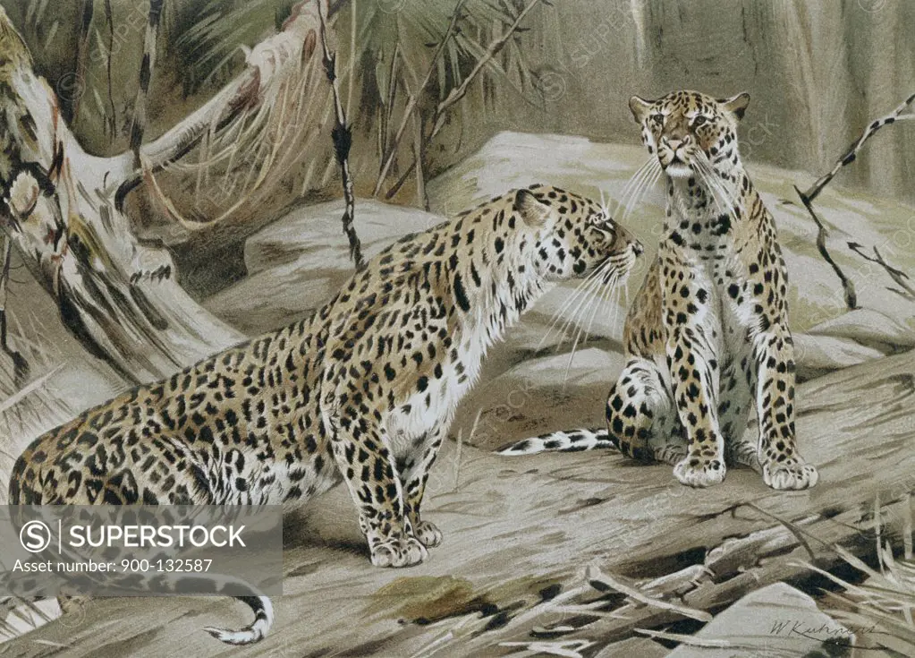 Leopard by Walt Kuhn, 1877-1949